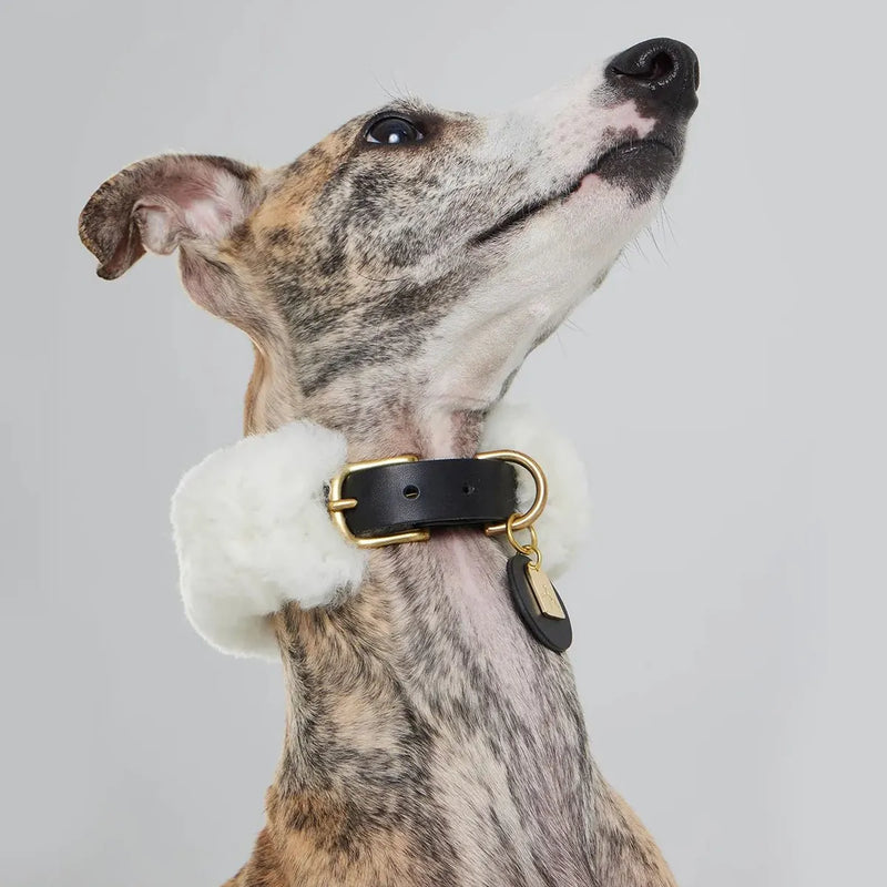 Whippet portant collier cuir noir et laine tressée sur mesure élégant