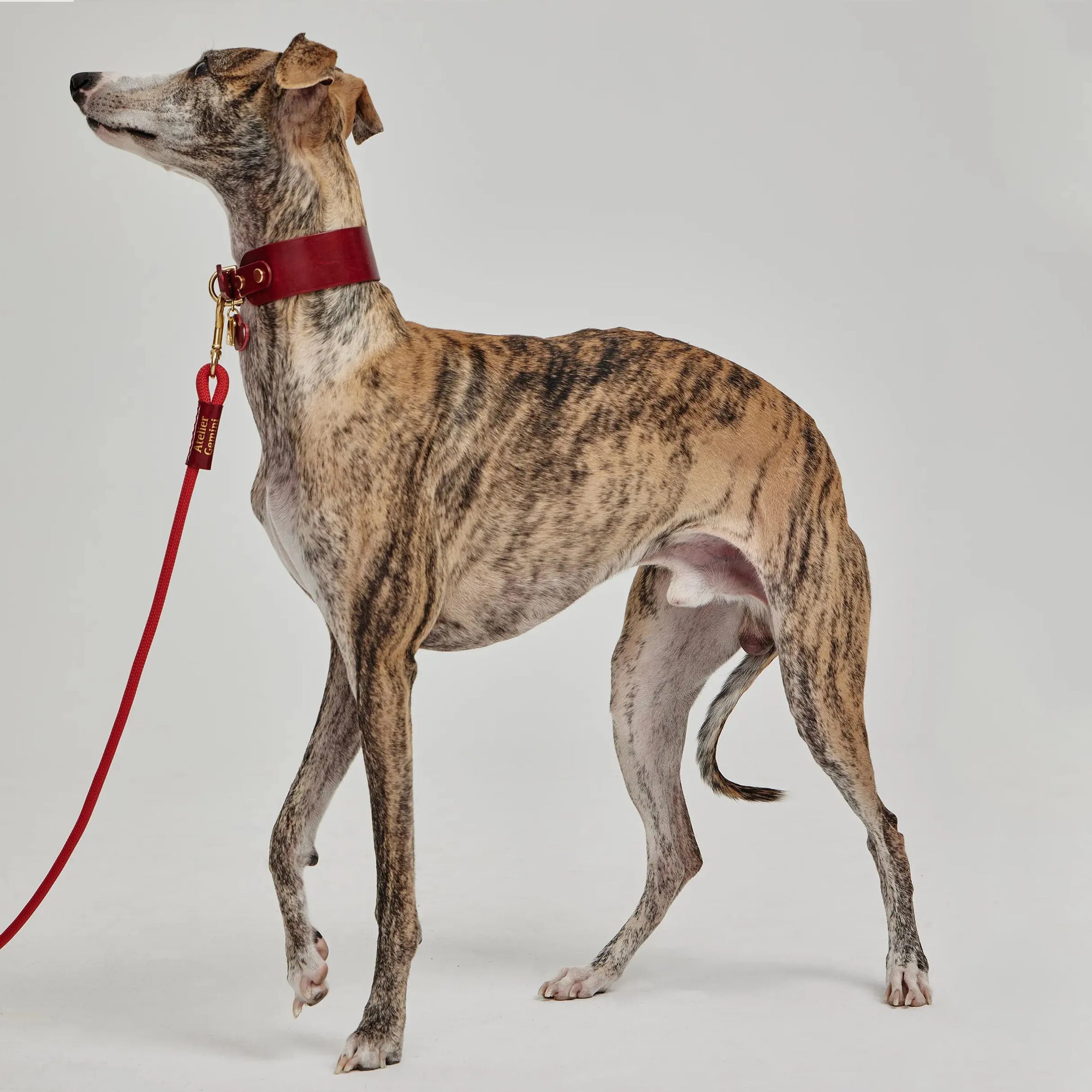 Laisse pour Chien en Nylon et Cuir Tanné Végétal