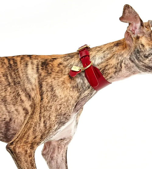 Whippet portant un collier rouge en cuir fait main de haute qualité