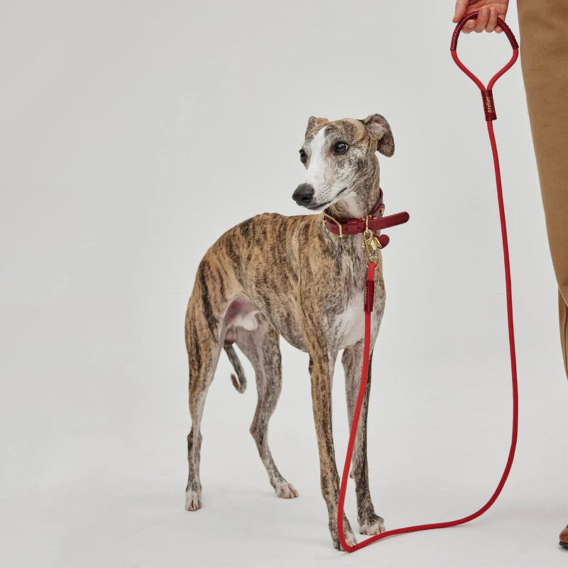 Whippet élégant avec collier et laisse assortis en nylon rouge artisanal en promenade