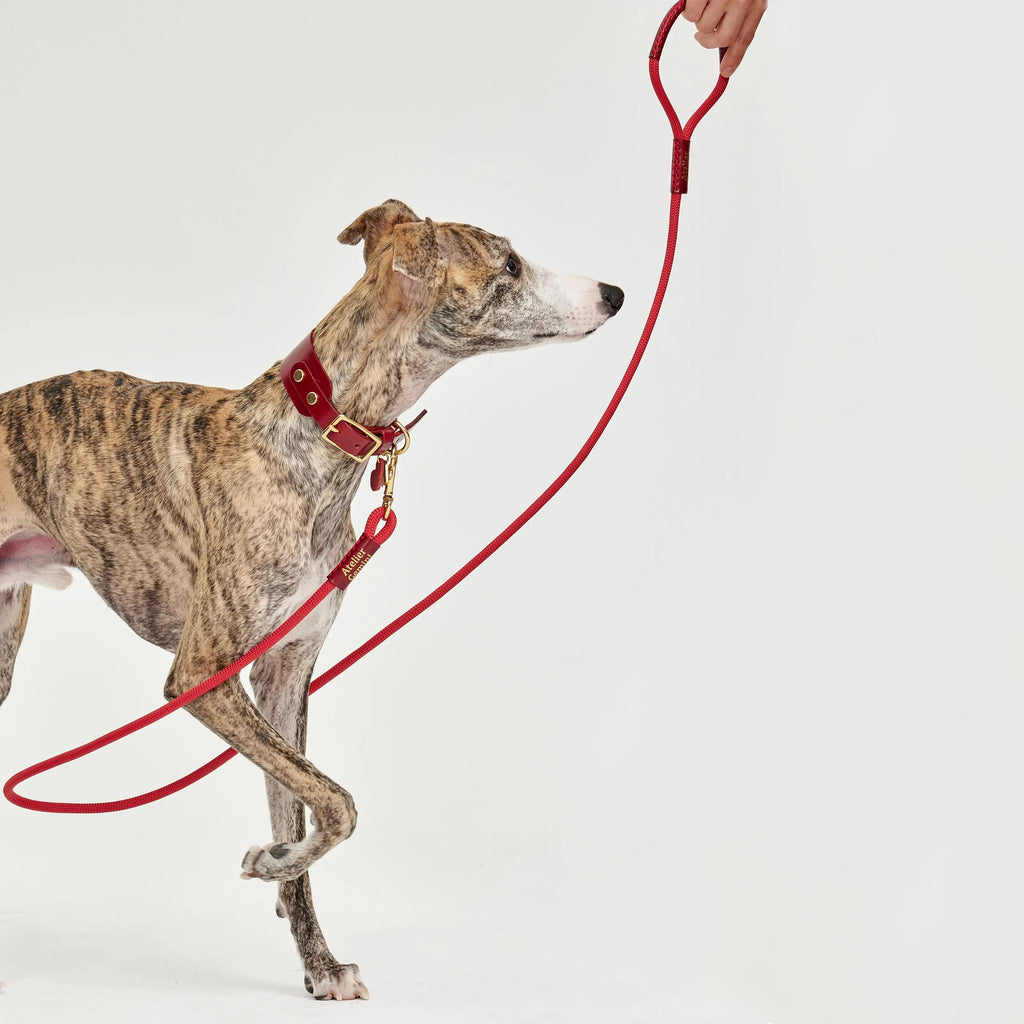 Laisse pour Chien en Nylon et Cuir Tanné Végétal