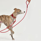 Laisse pour Chien en Nylon et Cuir Tanné Végétal