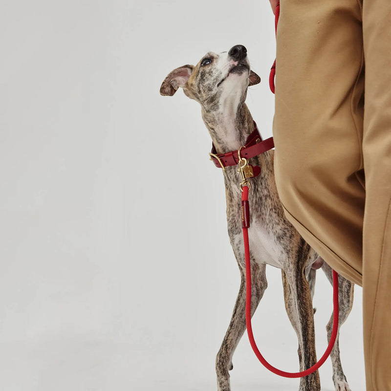 Laisse pour chien en nylon et cuir assortie au collier rouge