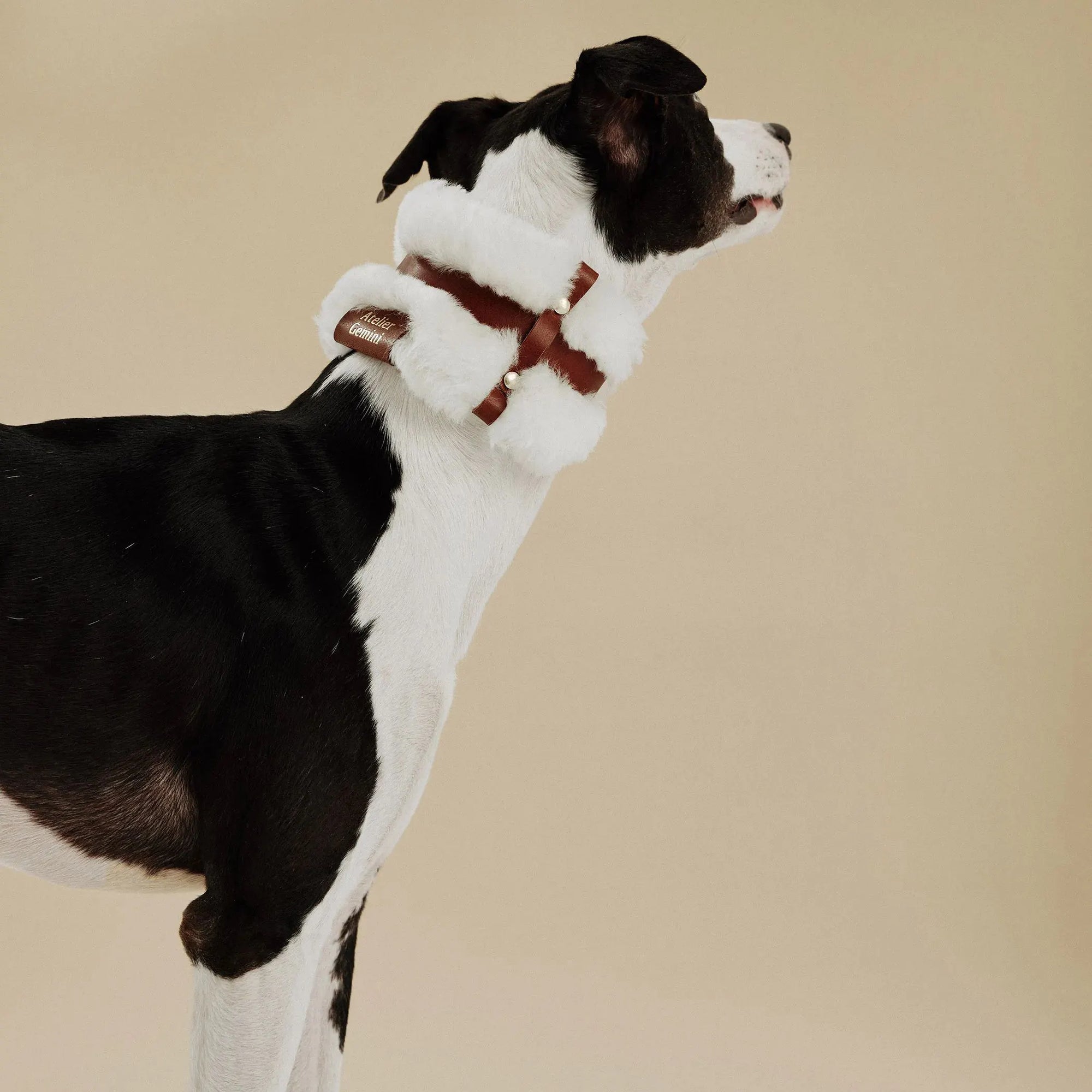 Profil d'un Whippet portant un collier en cuir pelucheux couleur café
