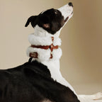 Profil d'un Whippet portant un collier en cuir pelucheux couleur café