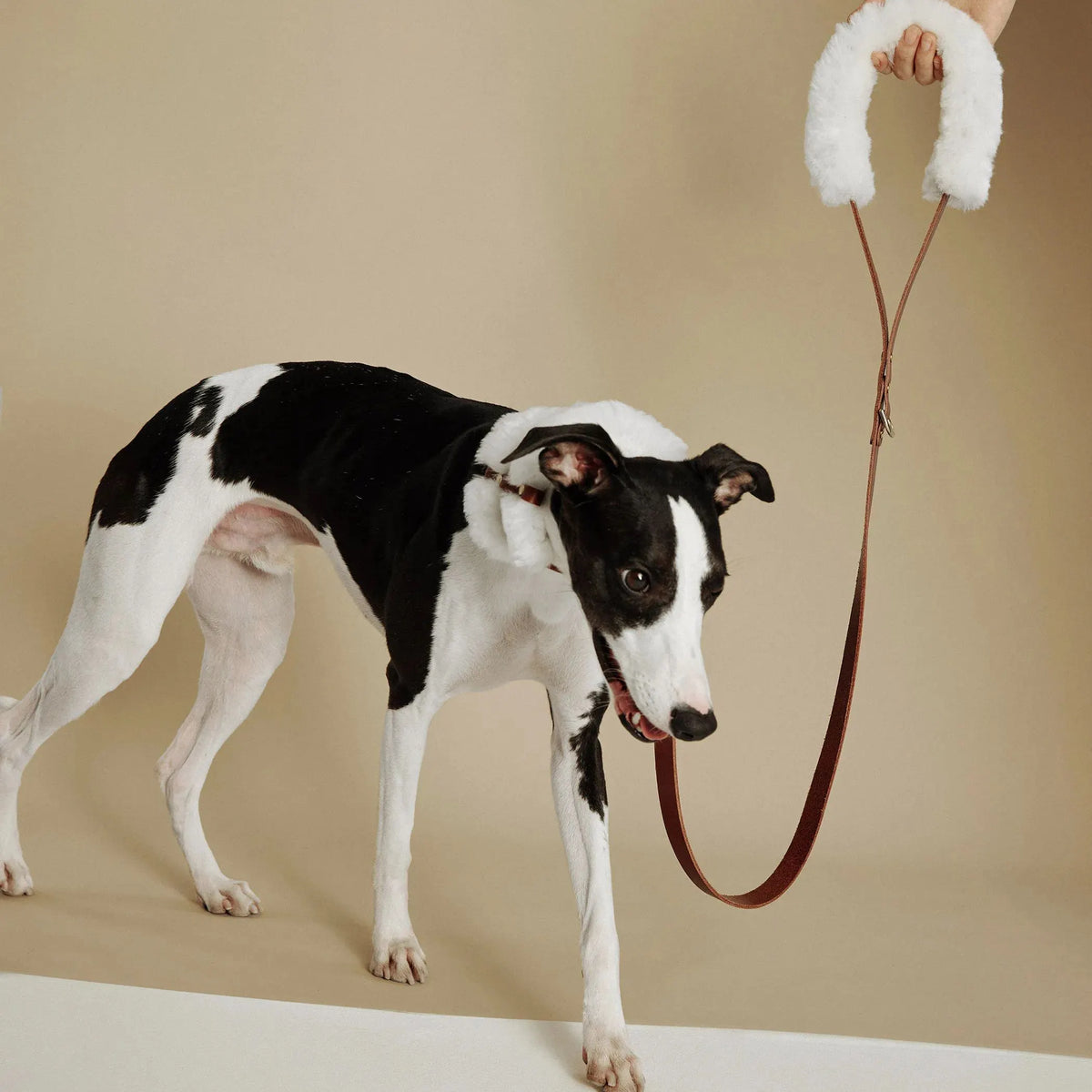 Whippet portant collier cuir marron avec laine d'agneau en situation réelle montrant le maintien parfait et le confort optimal